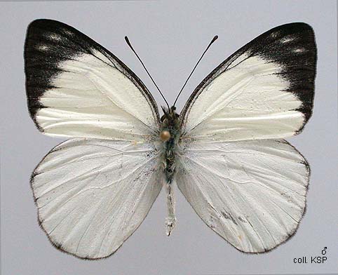 Papua Insects Foundation (Lepidoptera/Pieridae/Pierinae(Delias pulla)